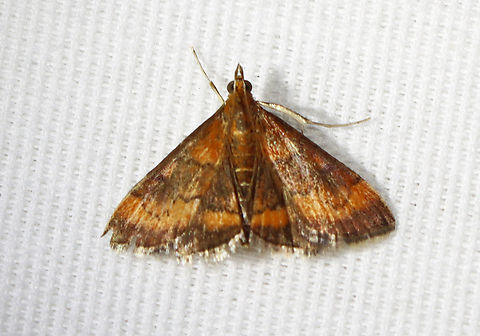 Variable Reddish Pyrausta Moth - Pyrausta rubricalis Habitat: Attracted to a 395 nm LED light in a semi-rural area

2023(24) Crambidae,Geotagged,Pyrausta rubricalis,Summer,United States,Variable Reddish Pyrausta Moth,moth,pyrausta