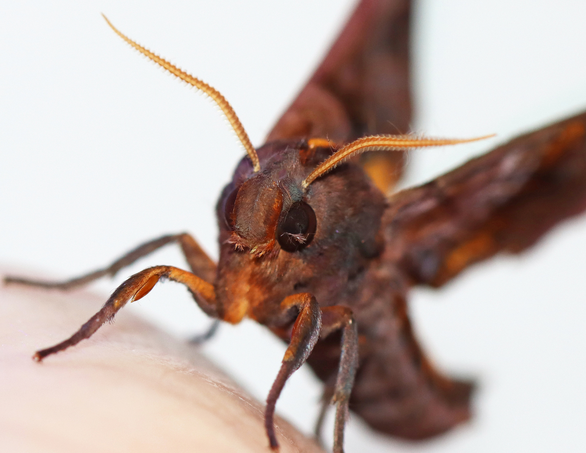 Small-eyed Sphinx - Paonias myops It had some debris on its eye that I really wish I could have safely removed. I can imagine how annoying it must feel.<br />
<br />
Habitat: Attracted to a 395 nm LED light in a semi-rural area<br />
<br />
2023(25)<br />
<figure class="photo"><a href="https://www.jungledragon.com/image/152751/small-eyed_sphinx_-_paonias_myops.html" title="Small-eyed Sphinx - Paonias myops"><img src="https://s3.amazonaws.com/media.jungledragon.com/images/3232/152751_thumb.jpg?AWSAccessKeyId=05GMT0V3GWVNE7GGM1R2&Expires=1759968010&Signature=JeLqwaWIXeTY0fX5kPL%2FyszlzlM%3D" width="200" height="156" alt="Small-eyed Sphinx - Paonias myops It had some debris on its eye that I really wish I could have safely removed. I can imagine how annoying it must feel.<br />
<br />
Habitat: Attracted to a 395 nm LED light in a semi-rural area<br />
<br />
2023(25)<br />
https://www.jungledragon.com/image/152751/small-eyed_sphinx_-_paonias_myops.html<br />
https://www.jungledragon.com/image/152753/small-eyed_sphinx_-_paonias_myops.html<br />
https://www.jungledragon.com/image/152752/small-eyed_sphinx_-_paonias_myops.html Geotagged,Paonias myops,Small-Eyed Sphinx,Summer,United States" /></a></figure><br />
<figure class="photo"><a href="https://www.jungledragon.com/image/152753/small-eyed_sphinx_-_paonias_myops.html" title="Small-eyed Sphinx - Paonias myops"><img src="https://s3.amazonaws.com/media.jungledragon.com/images/3232/152753_thumb.jpg?AWSAccessKeyId=05GMT0V3GWVNE7GGM1R2&Expires=1759968010&Signature=EozK5RBSLTpu5U5fhqCr1onHaVQ%3D" width="200" height="172" alt="Small-eyed Sphinx - Paonias myops Habitat: Attracted to a 395 nm LED light in a semi-rural area<br />
<br />
2023(25)<br />
https://www.jungledragon.com/image/152751/small-eyed_sphinx_-_paonias_myops.html<br />
https://www.jungledragon.com/image/152753/small-eyed_sphinx_-_paonias_myops.html<br />
https://www.jungledragon.com/image/152752/small-eyed_sphinx_-_paonias_myops.html Geotagged,Paonias myops,Small-Eyed Sphinx,Summer,United States" /></a></figure><br />
<figure class="photo"><a href="https://www.jungledragon.com/image/152752/small-eyed_sphinx_-_paonias_myops.html" title="Small-eyed Sphinx - Paonias myops"><img src="https://s3.amazonaws.com/media.jungledragon.com/images/3232/152752_thumb.jpg?AWSAccessKeyId=05GMT0V3GWVNE7GGM1R2&Expires=1759968010&Signature=%2F4GIBHRhIyZmyxgjWc1CuG7yui0%3D" width="200" height="144" alt="Small-eyed Sphinx - Paonias myops This moth was stunning! But, it had the wiggles and wouldn&#039;t stay still for a photo.<br />
<br />
Habitat: Attracted to a 395 nm LED light in a semi-rural area<br />
<br />
2023(25)<br />
https://www.jungledragon.com/image/152751/small-eyed_sphinx_-_paonias_myops.html<br />
https://www.jungledragon.com/image/152753/small-eyed_sphinx_-_paonias_myops.html<br />
https://www.jungledragon.com/image/152752/small-eyed_sphinx_-_paonias_myops.html Geotagged,Paonias,Paonias myops,Small-Eyed Sphinx,Summer,United States,sphingidae" /></a></figure> Geotagged,Paonias myops,Small-Eyed Sphinx,Summer,United States