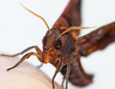 Small-eyed Sphinx - Paonias myops It had some debris on its eye that I really wish I could have safely removed. I can imagine how annoying it must feel.

Habitat: Attracted to a 395 nm LED light in a semi-rural area

2023(25)
https://www.jungledragon.com/image/152751/small-eyed_sphinx_-_paonias_myops.html
https://www.jungledragon.com/image/152753/small-eyed_sphinx_-_paonias_myops.html
https://www.jungledragon.com/image/152752/small-eyed_sphinx_-_paonias_myops.html Geotagged,Paonias myops,Small-Eyed Sphinx,Summer,United States