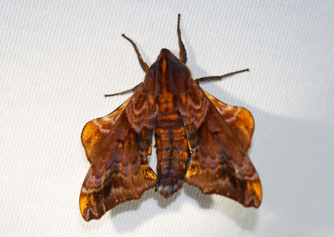 Small-eyed Sphinx - Paonias myops This moth was stunning! But, it had the wiggles and wouldn&#039;t stay still for a photo.<br />
<br />
Habitat: Attracted to a 395 nm LED light in a semi-rural area<br />
<br />
2023(25)<br />
<figure class="photo"><a href="https://www.jungledragon.com/image/152751/small-eyed_sphinx_-_paonias_myops.html" title="Small-eyed Sphinx - Paonias myops"><img src="https://s3.amazonaws.com/media.jungledragon.com/images/3232/152751_thumb.jpg?AWSAccessKeyId=05GMT0V3GWVNE7GGM1R2&Expires=1767225610&Signature=iCN64jhF%2FuD0jlcpmWERg8PTwa4%3D" width="200" height="156" alt="Small-eyed Sphinx - Paonias myops It had some debris on its eye that I really wish I could have safely removed. I can imagine how annoying it must feel.<br />
<br />
Habitat: Attracted to a 395 nm LED light in a semi-rural area<br />
<br />
2023(25)<br />
https://www.jungledragon.com/image/152751/small-eyed_sphinx_-_paonias_myops.html<br />
https://www.jungledragon.com/image/152753/small-eyed_sphinx_-_paonias_myops.html<br />
https://www.jungledragon.com/image/152752/small-eyed_sphinx_-_paonias_myops.html Geotagged,Paonias myops,Small-Eyed Sphinx,Summer,United States" /></a></figure><br />
<figure class="photo"><a href="https://www.jungledragon.com/image/152753/small-eyed_sphinx_-_paonias_myops.html" title="Small-eyed Sphinx - Paonias myops"><img src="https://s3.amazonaws.com/media.jungledragon.com/images/3232/152753_thumb.jpg?AWSAccessKeyId=05GMT0V3GWVNE7GGM1R2&Expires=1767225610&Signature=oVvLHUEsc92q9C9C9o0%2B5xgOLFQ%3D" width="200" height="172" alt="Small-eyed Sphinx - Paonias myops Habitat: Attracted to a 395 nm LED light in a semi-rural area<br />
<br />
2023(25)<br />
https://www.jungledragon.com/image/152751/small-eyed_sphinx_-_paonias_myops.html<br />
https://www.jungledragon.com/image/152753/small-eyed_sphinx_-_paonias_myops.html<br />
https://www.jungledragon.com/image/152752/small-eyed_sphinx_-_paonias_myops.html Geotagged,Paonias myops,Small-Eyed Sphinx,Summer,United States" /></a></figure><br />
<figure class="photo"><a href="https://www.jungledragon.com/image/152752/small-eyed_sphinx_-_paonias_myops.html" title="Small-eyed Sphinx - Paonias myops"><img src="https://s3.amazonaws.com/media.jungledragon.com/images/3232/152752_thumb.jpg?AWSAccessKeyId=05GMT0V3GWVNE7GGM1R2&Expires=1767225610&Signature=4tbnE6j7XpnoXPCgV%2B1WuuQy0Vo%3D" width="200" height="144" alt="Small-eyed Sphinx - Paonias myops This moth was stunning! But, it had the wiggles and wouldn&#039;t stay still for a photo.<br />
<br />
Habitat: Attracted to a 395 nm LED light in a semi-rural area<br />
<br />
2023(25)<br />
https://www.jungledragon.com/image/152751/small-eyed_sphinx_-_paonias_myops.html<br />
https://www.jungledragon.com/image/152753/small-eyed_sphinx_-_paonias_myops.html<br />
https://www.jungledragon.com/image/152752/small-eyed_sphinx_-_paonias_myops.html Geotagged,Paonias,Paonias myops,Small-Eyed Sphinx,Summer,United States,sphingidae" /></a></figure> Geotagged,Paonias,Paonias myops,Small-Eyed Sphinx,Summer,United States,sphingidae