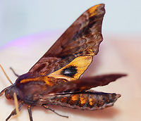 Small-eyed Sphinx - Paonias myops Habitat: Attracted to a 395 nm LED light in a semi-rural area<br />
<br />
2023(25)<br />
https://www.jungledragon.com/image/152751/small-eyed_sphinx_-_paonias_myops.html<br />
https://www.jungledragon.com/image/152753/small-eyed_sphinx_-_paonias_myops.html<br />
https://www.jungledragon.com/image/152752/small-eyed_sphinx_-_paonias_myops.html Geotagged,Paonias myops,Small-Eyed Sphinx,Summer,United States
