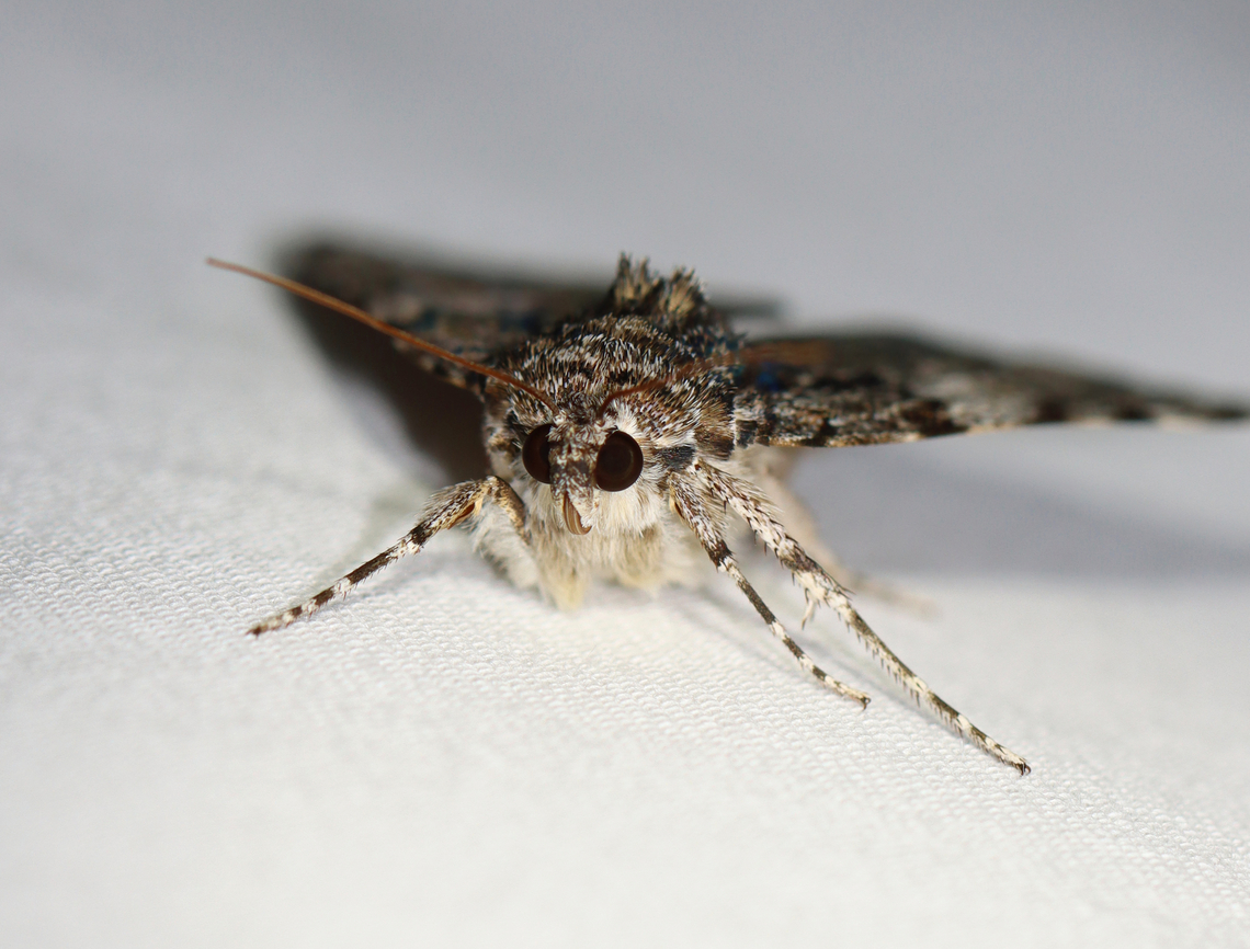 Oldwife Underwing - Catocala palaeogama Habitat: Attracted to a 395 nm LED light in a semi-rural area<br />
<br />
2023(26)<br />
<figure class="photo"><a href="https://www.jungledragon.com/image/152762/oldwife_underwing_-_catocala_palaeogama.html" title="Oldwife Underwing - Catocala palaeogama"><img src="https://s3.amazonaws.com/media.jungledragon.com/images/3232/152762_thumb.jpg?AWSAccessKeyId=05GMT0V3GWVNE7GGM1R2&Expires=1759968010&Signature=Wohza3hrW4m5SKyV7R0OizxLfa4%3D" width="200" height="158" alt="Oldwife Underwing - Catocala palaeogama Habitat: Attracted to a 395 nm LED light in a semi-rural area<br />
<br />
2023(26)<br />
https://www.jungledragon.com/image/152761/oldwife_underwing_-_catocala_palaeogama.html Catocala palaeogama,Geotagged,Oldwife Underwing,Summer,United States" /></a></figure> Catocala palaeogama,Geotagged,Oldwife Underwing,Summer,United States