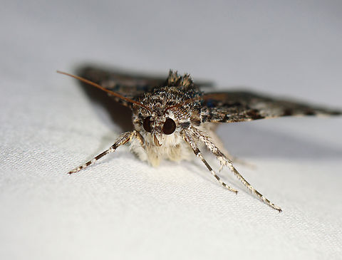 Oldwife Underwing - Catocala palaeogama Habitat: Attracted to a 395 nm LED light in a semi-rural area
2023(26)
https://www.jungledragon.com/image/152762/oldwife_underwing_-_catocala_palaeogama.html Catocala palaeogama,Geotagged,Oldwife Underwing,Summer,United States