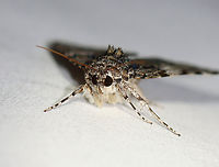 Oldwife Underwing - Catocala palaeogama Habitat: Attracted to a 395 nm LED light in a semi-rural area<br />
<br />
2023(26)<br />
https://www.jungledragon.com/image/152762/oldwife_underwing_-_catocala_palaeogama.html Catocala palaeogama,Geotagged,Oldwife Underwing,Summer,United States
