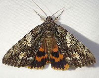 Oldwife Underwing - Catocala palaeogama Habitat: Attracted to a 395 nm LED light in a semi-rural area<br />
<br />
2023(26)<br />
https://www.jungledragon.com/image/152761/oldwife_underwing_-_catocala_palaeogama.html Catocala palaeogama,Geotagged,Oldwife Underwing,Summer,United States