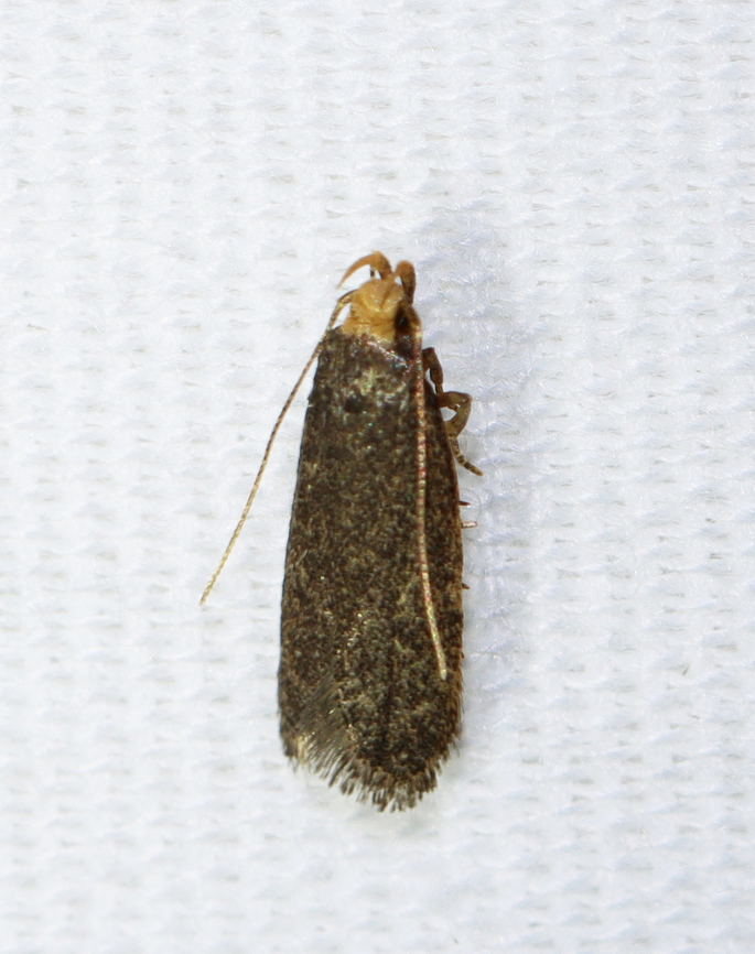 Moth - Glyphidocera lithodoxa Habitat: Attracted to a 395 nm LED light at night in a rural area.<br />
<br />
2023(27) Autostichidae,Geotagged,Glyphidocera,Glyphidocera lithodoxa,Summer,United States,moth