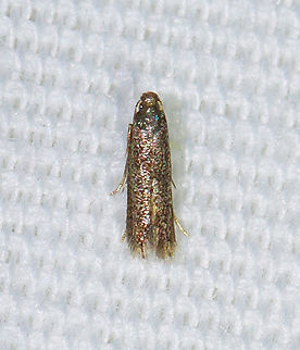 Moth - Superfamily Gelechioidea Maybe Untomia or Pigritia sp.? It looked like it had been dipped in glitter.

Habitat: Attracted to a 395 nm LED light at night in a rural area.

2023(28) Gelechioidea,Geotagged,Summer,United States,moth
