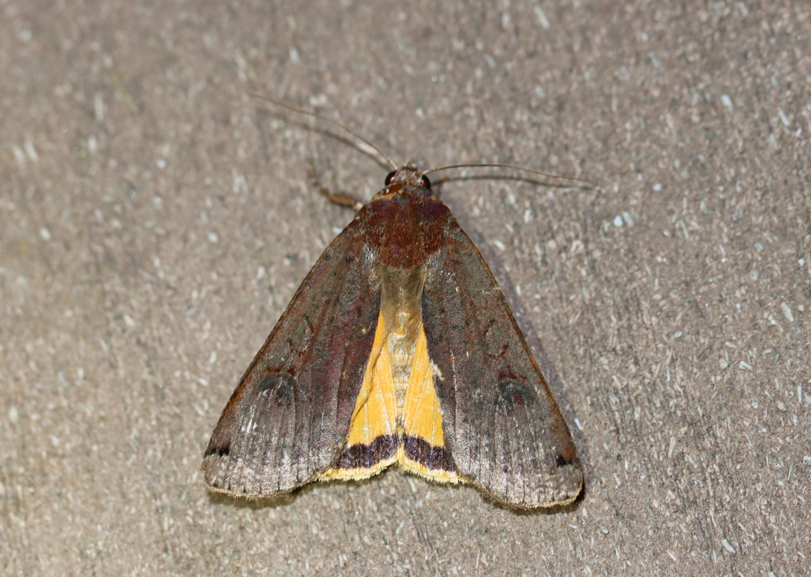 Large Yellow Underwing - Noctua pronuba Habitat: Attracted to a 395 nm LED light at night in a rural area.<br />
<br />
2023(29) Geotagged,Large yellow underwing,Noctua pronuba,Noctuidae,Summer,United States,moth,noctua