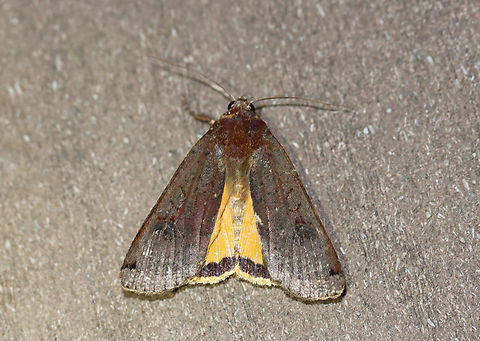 Large Yellow Underwing - Noctua pronuba Habitat: Attracted to a 395 nm LED light at night in a rural area.

2023(29) Geotagged,Large yellow underwing,Noctua pronuba,Noctuidae,Summer,United States,moth,noctua