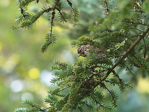 Song Sparrow - Melospiza melodia I encountered this bird while I was hiking. It kept coming close to me and was very vocal. At first, I assumed it must have babies nearby. But, as I kept moving away, it kept following me. Each time, coming close. I got quite far from the original location and it was still following me! I felt rude, so I stopped to chat with it. The photo shows the bird peaking at me while listening intently as I complained about the weather.

Habitat: Mixed forest Geotagged,Melospiza,Melospiza melodia,Song Sparrow,Summer,United States,sparrow,talking to birds