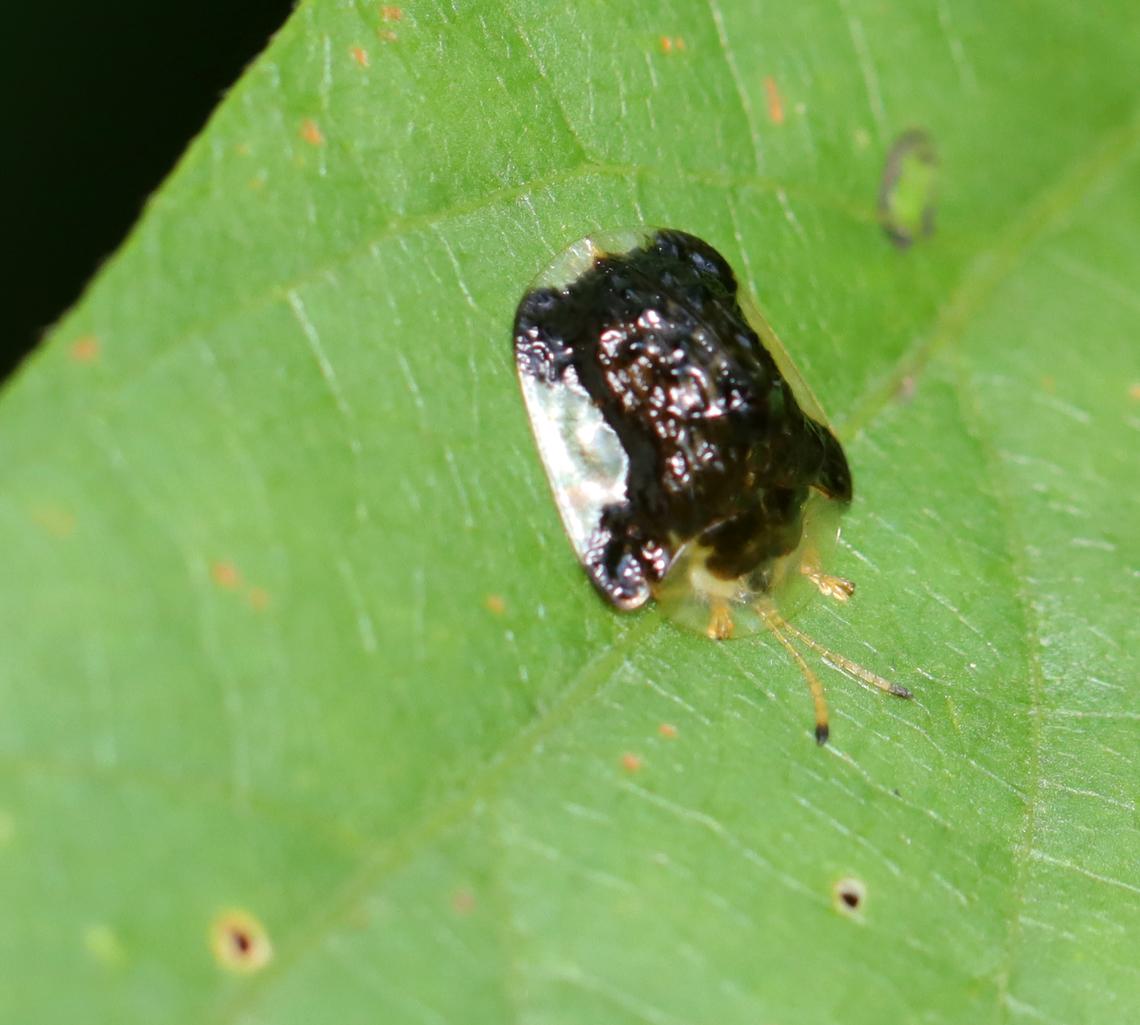 Clavate Tortoise Beetle - Plagiometriona clavata Habitat: Mixed, mesic forest<br />
<figure class="photo"><a href="https://www.jungledragon.com/image/152906/clavate_tortoise_beetle_-_plagiometriona_clavata.html" title="Clavate Tortoise Beetle - Plagiometriona clavata"><img src="https://s3.amazonaws.com/media.jungledragon.com/images/3232/152906_thumb.jpg?AWSAccessKeyId=05GMT0V3GWVNE7GGM1R2&Expires=1759968010&Signature=CkWxEz6X1aNTTFBU9x2eNu9DImY%3D" width="114" height="152" alt="Clavate Tortoise Beetle - Plagiometriona clavata Habitat: Mixed, mesic forest<br />
https://www.jungledragon.com/image/152905/clavate_tortoise_beetle_-_plagiometriona_clavata.html Clavate Tortoise Beetle,Geotagged,Helocassis,Helocassis clavata,Plagiometriona,Plagiometriona clavata,Summer,United States,beetle,tortoise beetle" /></a></figure> Clavate Tortoise Beetle,Geotagged,Plagiometriona clavata,Summer,United States