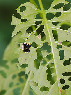 Clavate Tortoise Beetle - Plagiometriona clavata Habitat: Mixed, mesic forest
https://www.jungledragon.com/image/152905/clavate_tortoise_beetle_-_plagiometriona_clavata.html Clavate Tortoise Beetle,Geotagged,Helocassis,Helocassis clavata,Plagiometriona,Plagiometriona clavata,Summer,United States,beetle,tortoise beetle