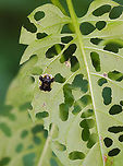 Clavate Tortoise Beetle - Plagiometriona clavata Habitat: Mixed, mesic forest<br />
https://www.jungledragon.com/image/152905/clavate_tortoise_beetle_-_plagiometriona_clavata.html Clavate Tortoise Beetle,Geotagged,Helocassis,Helocassis clavata,Plagiometriona,Plagiometriona clavata,Summer,United States,beetle,tortoise beetle