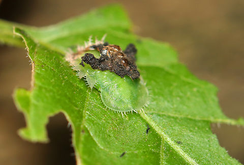 Clavate Tortoise Beetle Larva - Plagiometriona clavata Tortoise beetle larvae carry cast skins and feces on their backs - attached to spines arising from the posterior end of their body, a structure called an "anal fork." The anal fork holds the debris in place, forming a fecal shield that deters predation.

Habitat: Mixed, mesic forest
https://www.jungledragon.com/image/152908/clavate_tortoise_beetle_larva_-_plagiometriona_clavata.html Clavate Tortoise Beetle,Geotagged,Helocassis,Helocassis clavata,Plagiometriona,Plagiometriona clavata,Summer,Tortoise Beetle,beetle,fecal shield,larva