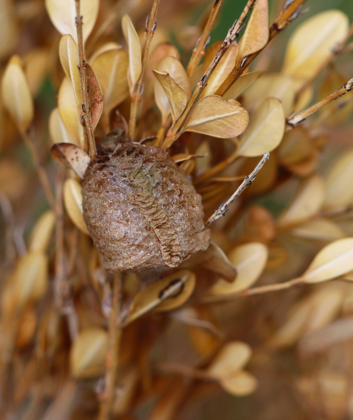 Praying Mantis Ootheca Habitat: On a dead bush Geotagged,Mantidae,Summer,United States,egg case,eggs,ootheca,praying mantis ootheca