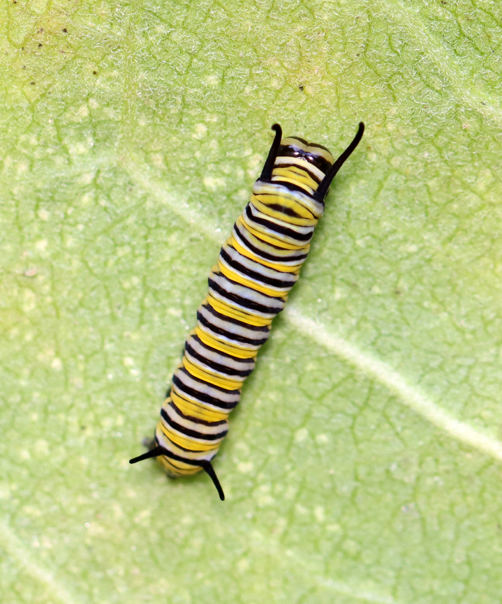 Monarch Larva - Danaus plexippus This is only the 2nd monarch larva that I&#039;ve seen all summer! I&#039;ve checked 100&#039;s of milkweed looking for them.<br />
<br />
Habitat: Milkweed; roadside meadow<br />
<figure class="photo"><a href="https://www.jungledragon.com/image/152910/monarch_larva_-_danaus_plexippus.html" title="Monarch Larva - Danaus plexippus"><img src="https://s3.amazonaws.com/media.jungledragon.com/images/3232/152910_thumb.jpg?AWSAccessKeyId=05GMT0V3GWVNE7GGM1R2&Expires=1759968010&Signature=aPypoO0Ir7FiuXlw0v7j2gfTW8c%3D" width="128" height="152" alt="Monarch Larva - Danaus plexippus This is only the 2nd monarch larva that I&#039;ve seen all summer! I&#039;ve checked 100&#039;s of milkweed looking for them.<br />
<br />
Habitat: Milkweed; roadside meadow<br />
https://www.jungledragon.com/image/152910/monarch_larva_-_danaus_plexippus.html<br />
https://www.jungledragon.com/image/152912/monarch_larva_-_danaus_plexippus.html<br />
https://www.jungledragon.com/image/152911/monarch_larva_-_danaus_plexippus.html Danaus plexippus,Geotagged,Monarch butterfly,Summer,United States" /></a></figure><br />
<figure class="photo"><a href="https://www.jungledragon.com/image/152912/monarch_larva_-_danaus_plexippus.html" title="Monarch Larva - Danaus plexippus"><img src="https://s3.amazonaws.com/media.jungledragon.com/images/3232/152912_thumb.jpg?AWSAccessKeyId=05GMT0V3GWVNE7GGM1R2&Expires=1759968010&Signature=w%2BsWnHeTb1ZxtScbgQTA6qSv2pU%3D" width="200" height="142" alt="Monarch Larva - Danaus plexippus This is only the 2nd monarch larva that I&#039;ve seen all summer! I&#039;ve checked 100&#039;s of milkweed looking for them.<br />
<br />
Habitat: Milkweed; roadside meadow<br />
https://www.jungledragon.com/image/152910/monarch_larva_-_danaus_plexippus.html<br />
https://www.jungledragon.com/image/152912/monarch_larva_-_danaus_plexippus.html<br />
https://www.jungledragon.com/image/152911/monarch_larva_-_danaus_plexippus.html Danaus plexippus,Geotagged,Monarch butterfly,Summer,United States" /></a></figure><br />
<figure class="photo"><a href="https://www.jungledragon.com/image/152911/monarch_larva_-_danaus_plexippus.html" title="Monarch Larva - Danaus plexippus"><img src="https://s3.amazonaws.com/media.jungledragon.com/images/3232/152911_thumb.jpg?AWSAccessKeyId=05GMT0V3GWVNE7GGM1R2&Expires=1759968010&Signature=Hjw0j1XKsutJqqquFiq%2FoJca3bA%3D" width="200" height="138" alt="Monarch Larva - Danaus plexippus This is only the 2nd monarch larva that I&#039;ve seen all summer! I&#039;ve checked 100&#039;s of milkweed looking for them.<br />
<br />
Habitat: Milkweed; roadside meadow<br />
https://www.jungledragon.com/image/152910/monarch_larva_-_danaus_plexippus.html<br />
https://www.jungledragon.com/image/152912/monarch_larva_-_danaus_plexippus.html<br />
https://www.jungledragon.com/image/152911/monarch_larva_-_danaus_plexippus.html Danaus plexippus,Geotagged,Monarch butterfly,Nymphalidae,Summer,United States,caterpillar,danaus,larva,monarch" /></a></figure> Danaus plexippus,Geotagged,Monarch butterfly,Summer,United States