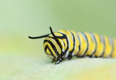 Monarch Larva - Danaus plexippus This is only the 2nd monarch larva that I've seen all summer! I've checked 100's of milkweed looking for them.

Habitat: Milkweed; roadside meadow
https://www.jungledragon.com/image/152910/monarch_larva_-_danaus_plexippus.html
https://www.jungledragon.com/image/152912/monarch_larva_-_danaus_plexippus.html
https://www.jungledragon.com/image/152911/monarch_larva_-_danaus_plexippus.html Danaus plexippus,Geotagged,Monarch butterfly,Nymphalidae,Summer,United States,caterpillar,danaus,larva,monarch