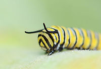 Monarch Larva - Danaus plexippus This is only the 2nd monarch larva that I've seen all summer! I've checked 100's of milkweed looking for them.<br />
<br />
Habitat: Milkweed; roadside meadow<br />
https://www.jungledragon.com/image/152910/monarch_larva_-_danaus_plexippus.html<br />
https://www.jungledragon.com/image/152912/monarch_larva_-_danaus_plexippus.html<br />
https://www.jungledragon.com/image/152911/monarch_larva_-_danaus_plexippus.html Danaus plexippus,Geotagged,Monarch butterfly,Nymphalidae,Summer,United States,caterpillar,danaus,larva,monarch