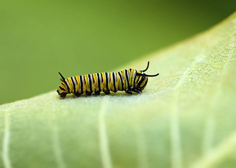 Monarch Larva - Danaus plexippus This is only the 2nd monarch larva that I've seen all summer! I've checked 100's of milkweed looking for them.

Habitat: Milkweed; roadside meadow
https://www.jungledragon.com/image/152910/monarch_larva_-_danaus_plexippus.html
https://www.jungledragon.com/image/152912/monarch_larva_-_danaus_plexippus.html
https://www.jungledragon.com/image/152911/monarch_larva_-_danaus_plexippus.html Danaus plexippus,Geotagged,Monarch butterfly,Summer,United States