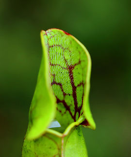 Northern Pitcher Plant - Sarracenia purpurea In all the years that I've been visiting this bog, this year marked two firsts:
1. This is the first summer that these plants haven't bloomed
2. It's the first time I've seen red-striped pitchers. Usually they are plain green or reddish brown. Today, I found several pitchers that were practically lime green and had a red-striped pattern on the inside, as shown in this photo.

This plant has pitcher-like leaves that collect water. Insects that are attracted to the plant fall into the pitcher and then have a hard time crawling back out because the bottom of the pitchers have smooth surfaces, in addition to recurved hairs near the top. So, trapped insects will eventually fall into the water that collects at the bottom of the pitcher and drown. The plant secretes enzymes, which help digest the insects. However, most of the breakdown is passive and results from bacterial activity.

Habitat: Bog
https://www.jungledragon.com/image/152917/northern_pitcher_plant_-_sarracenia_purpurea.html
https://www.jungledragon.com/image/152916/northern_pitcher_plant_-_sarracenia_purpurea.html
https://www.jungledragon.com/image/152915/northern_pitcher_plant_-_sarracenia_purpurea_with_midge.html
https://www.jungledragon.com/image/152914/northern_pitcher_plant_-_sarracenia_purpurea.html
https://www.jungledragon.com/image/152913/northern_pitcher_plant_-_sarracenia_purpurea.html

In bloom:
https://www.jungledragon.com/image/56246/northern_pitcher_plant.html Geotagged,Purple pitcher plant,Sarracenia,Sarracenia purpurea,Summer,United States,carnivorous,pitcher plant