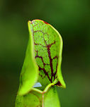 Northern Pitcher Plant - Sarracenia purpurea In all the years that I've been visiting this bog, this year marked two firsts:<br />
1. This is the first summer that these plants haven't bloomed<br />
2. It's the first time I've seen red-striped pitchers. Usually they are plain green or reddish brown. Today, I found several pitchers that were practically lime green and had a red-striped pattern on the inside, as shown in this photo.<br />
<br />
This plant has pitcher-like leaves that collect water. Insects that are attracted to the plant fall into the pitcher and then have a hard time crawling back out because the bottom of the pitchers have smooth surfaces, in addition to recurved hairs near the top. So, trapped insects will eventually fall into the water that collects at the bottom of the pitcher and drown. The plant secretes enzymes, which help digest the insects. However, most of the breakdown is passive and results from bacterial activity.<br />
<br />
Habitat: Bog<br />
https://www.jungledragon.com/image/152917/northern_pitcher_plant_-_sarracenia_purpurea.html<br />
https://www.jungledragon.com/image/152916/northern_pitcher_plant_-_sarracenia_purpurea.html<br />
https://www.jungledragon.com/image/152915/northern_pitcher_plant_-_sarracenia_purpurea_with_midge.html<br />
https://www.jungledragon.com/image/152914/northern_pitcher_plant_-_sarracenia_purpurea.html<br />
https://www.jungledragon.com/image/152913/northern_pitcher_plant_-_sarracenia_purpurea.html<br />
<br />
In bloom:<br />
https://www.jungledragon.com/image/56246/northern_pitcher_plant.html Geotagged,Purple pitcher plant,Sarracenia,Sarracenia purpurea,Summer,United States,carnivorous,pitcher plant
