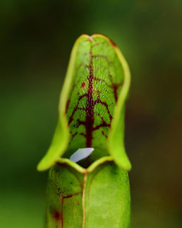 Northern Pitcher Plant - Sarracenia purpurea *This is my 14,000th photo that I've shared on JungleDragon :)

In all the years that I've been visiting this bog, this year marked two firsts:
1. This is the first summer that these plants haven't bloomed
2. It's the first time I've seen red-striped pitchers. Usually they are plain green or reddish brown. Today, I found several pitchers that were practically lime green and had a red-striped pattern on the inside, as shown in this photo.

This plant has pitcher-like leaves that collect water. Insects that are attracted to the plant fall into the pitcher and then have a hard time crawling back out because the bottom of the pitchers have smooth surfaces, in addition to recurved hairs near the top. So, trapped insects will eventually fall into the water that collects at the bottom of the pitcher and drown. The plant secretes enzymes, which help digest the insects. However, most of the breakdown is passive and results from bacterial activity.

Habitat: Bog
https://www.jungledragon.com/image/152917/northern_pitcher_plant_-_sarracenia_purpurea.html
https://www.jungledragon.com/image/152916/northern_pitcher_plant_-_sarracenia_purpurea.html
https://www.jungledragon.com/image/152915/northern_pitcher_plant_-_sarracenia_purpurea_with_midge.html
https://www.jungledragon.com/image/152914/northern_pitcher_plant_-_sarracenia_purpurea.html
https://www.jungledragon.com/image/152913/northern_pitcher_plant_-_sarracenia_purpurea.html

In bloom:
https://www.jungledragon.com/image/56246/northern_pitcher_plant.html Geotagged,Purple pitcher plant,Sarracenia purpurea,Summer,United States