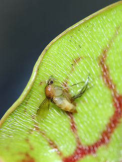 Northern Pitcher Plant - Sarracenia purpurea (with midge) *This photo shows a midge that was dead in the pitcher -- trapped by the recurved hairs.

In all the years that I've been visiting this bog, this year marked two firsts:
1. This is the first summer that these plants haven't bloomed
2. It's the first time I've seen red-striped pitchers. Usually they are plain green or reddish brown. Today, I found several pitchers that were practically lime green and had a red-striped pattern on the inside, as shown in this photo.

This plant has pitcher-like leaves that collect water. Insects that are attracted to the plant fall into the pitcher and then have a hard time crawling back out because the bottom of the pitchers have smooth surfaces, in addition to recurved hairs near the top. So, trapped insects will eventually fall into the water that collects at the bottom of the pitcher and drown. The plant secretes enzymes, which help digest the insects. However, most of the breakdown is passive and results from bacterial activity.

Habitat: Bog
https://www.jungledragon.com/image/152917/northern_pitcher_plant_-_sarracenia_purpurea.html
https://www.jungledragon.com/image/152916/northern_pitcher_plant_-_sarracenia_purpurea.html
https://www.jungledragon.com/image/152915/northern_pitcher_plant_-_sarracenia_purpurea_with_midge.html
https://www.jungledragon.com/image/152914/northern_pitcher_plant_-_sarracenia_purpurea.html
https://www.jungledragon.com/image/152913/northern_pitcher_plant_-_sarracenia_purpurea.html

In bloom:
https://www.jungledragon.com/image/56246/northern_pitcher_plant.html Geotagged,Purple pitcher plant,Sarracenia purpurea,Summer,United States