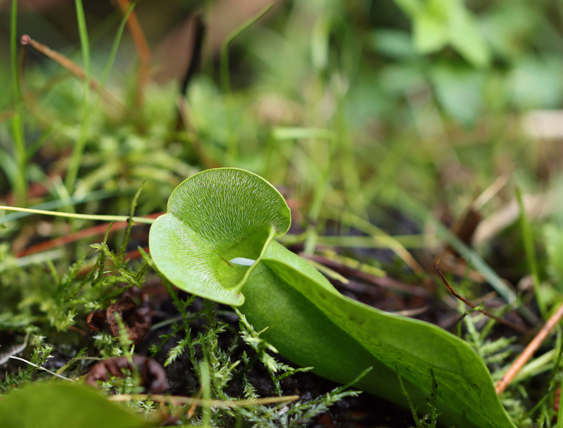 Northern Pitcher Plant - Sarracenia purpurea *This photo shows the typical, plain green color of the pitchers that I usually find.<br />
<br />
In all the years that I&#039;ve been visiting this bog, this year marked two firsts:<br />
1. This is the first summer that these plants haven&#039;t bloomed<br />
2. It&#039;s the first time I&#039;ve seen red-striped pitchers. Usually they are plain green or reddish brown. Today, I found several pitchers that were practically lime green and had a red-striped pattern on the inside, as shown in this photo.<br />
<br />
This plant has pitcher-like leaves that collect water. Insects that are attracted to the plant fall into the pitcher and then have a hard time crawling back out because the bottom of the pitchers have smooth surfaces, in addition to recurved hairs near the top. So, trapped insects will eventually fall into the water that collects at the bottom of the pitcher and drown. The plant secretes enzymes, which help digest the insects. However, most of the breakdown is passive and results from bacterial activity.<br />
<br />
Habitat: Bog<br />
<br />
<figure class="photo"><a href="https://www.jungledragon.com/image/152917/northern_pitcher_plant_-_sarracenia_purpurea.html" title="Northern Pitcher Plant - Sarracenia purpurea"><img src="https://s3.amazonaws.com/media.jungledragon.com/images/3232/152917_thumb.jpg?AWSAccessKeyId=05GMT0V3GWVNE7GGM1R2&Expires=1767225610&Signature=9jx6Kw67uzawhc86v7h99Zrka64%3D" width="200" height="144" alt="Northern Pitcher Plant - Sarracenia purpurea In all the years that I&#039;ve been visiting this bog, this year marked two firsts:<br />
1. This is the first summer that these plants haven&#039;t bloomed<br />
2. It&#039;s the first time I&#039;ve seen red-striped pitchers. Usually they are plain green or reddish brown. Today, I found several pitchers that were practically lime green and had a red-striped pattern on the inside, as shown in this photo.<br />
<br />
This plant has pitcher-like leaves that collect water. Insects that are attracted to the plant fall into the pitcher and then have a hard time crawling back out because the bottom of the pitchers have smooth surfaces, in addition to recurved hairs near the top. So, trapped insects will eventually fall into the water that collects at the bottom of the pitcher and drown. The plant secretes enzymes, which help digest the insects. However, most of the breakdown is passive and results from bacterial activity.<br />
<br />
Habitat: Bog<br />
https://www.jungledragon.com/image/152917/northern_pitcher_plant_-_sarracenia_purpurea.html<br />
https://www.jungledragon.com/image/152916/northern_pitcher_plant_-_sarracenia_purpurea.html<br />
https://www.jungledragon.com/image/152915/northern_pitcher_plant_-_sarracenia_purpurea_with_midge.html<br />
https://www.jungledragon.com/image/152914/northern_pitcher_plant_-_sarracenia_purpurea.html<br />
https://www.jungledragon.com/image/152913/northern_pitcher_plant_-_sarracenia_purpurea.html<br />
<br />
In bloom:<br />
https://www.jungledragon.com/image/56246/northern_pitcher_plant.html Geotagged,Purple pitcher plant,Sarracenia purpurea,Summer,United States" /></a></figure><br />
<figure class="photo"><a href="https://www.jungledragon.com/image/152916/northern_pitcher_plant_-_sarracenia_purpurea.html" title="Northern Pitcher Plant - Sarracenia purpurea"><img src="https://s3.amazonaws.com/media.jungledragon.com/images/3232/152916_thumb.jpg?AWSAccessKeyId=05GMT0V3GWVNE7GGM1R2&Expires=1767225610&Signature=%2FzY1ThZBAOKr%2F28MAN9b75qmTyw%3D" width="200" height="154" alt="Northern Pitcher Plant - Sarracenia purpurea *This photo shows the typical, plain green color of the pitchers that I usually find.<br />
<br />
In all the years that I&#039;ve been visiting this bog, this year marked two firsts:<br />
1. This is the first summer that these plants haven&#039;t bloomed<br />
2. It&#039;s the first time I&#039;ve seen red-striped pitchers. Usually they are plain green or reddish brown. Today, I found several pitchers that were practically lime green and had a red-striped pattern on the inside, as shown in this photo.<br />
<br />
This plant has pitcher-like leaves that collect water. Insects that are attracted to the plant fall into the pitcher and then have a hard time crawling back out because the bottom of the pitchers have smooth surfaces, in addition to recurved hairs near the top. So, trapped insects will eventually fall into the water that collects at the bottom of the pitcher and drown. The plant secretes enzymes, which help digest the insects. However, most of the breakdown is passive and results from bacterial activity.<br />
<br />
Habitat: Bog<br />
<br />
https://www.jungledragon.com/image/152917/northern_pitcher_plant_-_sarracenia_purpurea.html<br />
https://www.jungledragon.com/image/152916/northern_pitcher_plant_-_sarracenia_purpurea.html<br />
https://www.jungledragon.com/image/152915/northern_pitcher_plant_-_sarracenia_purpurea_with_midge.html<br />
https://www.jungledragon.com/image/152914/northern_pitcher_plant_-_sarracenia_purpurea.html<br />
https://www.jungledragon.com/image/152913/northern_pitcher_plant_-_sarracenia_purpurea.html<br />
<br />
In bloom:<br />
https://www.jungledragon.com/image/56246/northern_pitcher_plant.html Geotagged,Purple pitcher plant,Sarracenia purpurea,Summer,United States" /></a></figure><br />
<figure class="photo"><a href="https://www.jungledragon.com/image/152915/northern_pitcher_plant_-_sarracenia_purpurea_with_midge.html" title="Northern Pitcher Plant - Sarracenia purpurea (with midge)"><img src="https://s3.amazonaws.com/media.jungledragon.com/images/3232/152915_thumb.jpg?AWSAccessKeyId=05GMT0V3GWVNE7GGM1R2&Expires=1767225610&Signature=fKCC1lc0DPSC6eLs2VTbxzD7QJQ%3D" width="116" height="152" alt="Northern Pitcher Plant - Sarracenia purpurea (with midge) *This photo shows a midge that was dead in the pitcher -- trapped by the recurved hairs.<br />
<br />
In all the years that I&#039;ve been visiting this bog, this year marked two firsts:<br />
1. This is the first summer that these plants haven&#039;t bloomed<br />
2. It&#039;s the first time I&#039;ve seen red-striped pitchers. Usually they are plain green or reddish brown. Today, I found several pitchers that were practically lime green and had a red-striped pattern on the inside, as shown in this photo.<br />
<br />
This plant has pitcher-like leaves that collect water. Insects that are attracted to the plant fall into the pitcher and then have a hard time crawling back out because the bottom of the pitchers have smooth surfaces, in addition to recurved hairs near the top. So, trapped insects will eventually fall into the water that collects at the bottom of the pitcher and drown. The plant secretes enzymes, which help digest the insects. However, most of the breakdown is passive and results from bacterial activity.<br />
<br />
Habitat: Bog<br />
https://www.jungledragon.com/image/152917/northern_pitcher_plant_-_sarracenia_purpurea.html<br />
https://www.jungledragon.com/image/152916/northern_pitcher_plant_-_sarracenia_purpurea.html<br />
https://www.jungledragon.com/image/152915/northern_pitcher_plant_-_sarracenia_purpurea_with_midge.html<br />
https://www.jungledragon.com/image/152914/northern_pitcher_plant_-_sarracenia_purpurea.html<br />
https://www.jungledragon.com/image/152913/northern_pitcher_plant_-_sarracenia_purpurea.html<br />
<br />
In bloom:<br />
https://www.jungledragon.com/image/56246/northern_pitcher_plant.html Geotagged,Purple pitcher plant,Sarracenia purpurea,Summer,United States" /></a></figure><br />
<figure class="photo"><a href="https://www.jungledragon.com/image/152914/northern_pitcher_plant_-_sarracenia_purpurea.html" title="Northern Pitcher Plant - Sarracenia purpurea"><img src="https://s3.amazonaws.com/media.jungledragon.com/images/3232/152914_thumb.jpg?AWSAccessKeyId=05GMT0V3GWVNE7GGM1R2&Expires=1767225610&Signature=KUWFW1YntuahF%2BgzwtK38cGUKkQ%3D" width="122" height="152" alt="Northern Pitcher Plant - Sarracenia purpurea *This is my 14,000th photo that I&#039;ve shared on JungleDragon :)<br />
<br />
In all the years that I&#039;ve been visiting this bog, this year marked two firsts:<br />
1. This is the first summer that these plants haven&#039;t bloomed<br />
2. It&#039;s the first time I&#039;ve seen red-striped pitchers. Usually they are plain green or reddish brown. Today, I found several pitchers that were practically lime green and had a red-striped pattern on the inside, as shown in this photo.<br />
<br />
This plant has pitcher-like leaves that collect water. Insects that are attracted to the plant fall into the pitcher and then have a hard time crawling back out because the bottom of the pitchers have smooth surfaces, in addition to recurved hairs near the top. So, trapped insects will eventually fall into the water that collects at the bottom of the pitcher and drown. The plant secretes enzymes, which help digest the insects. However, most of the breakdown is passive and results from bacterial activity.<br />
<br />
Habitat: Bog<br />
https://www.jungledragon.com/image/152917/northern_pitcher_plant_-_sarracenia_purpurea.html<br />
https://www.jungledragon.com/image/152916/northern_pitcher_plant_-_sarracenia_purpurea.html<br />
https://www.jungledragon.com/image/152915/northern_pitcher_plant_-_sarracenia_purpurea_with_midge.html<br />
https://www.jungledragon.com/image/152914/northern_pitcher_plant_-_sarracenia_purpurea.html<br />
https://www.jungledragon.com/image/152913/northern_pitcher_plant_-_sarracenia_purpurea.html<br />
<br />
In bloom:<br />
https://www.jungledragon.com/image/56246/northern_pitcher_plant.html Geotagged,Purple pitcher plant,Sarracenia purpurea,Summer,United States" /></a></figure><br />
<figure class="photo"><a href="https://www.jungledragon.com/image/152913/northern_pitcher_plant_-_sarracenia_purpurea.html" title="Northern Pitcher Plant - Sarracenia purpurea"><img src="https://s3.amazonaws.com/media.jungledragon.com/images/3232/152913_thumb.jpg?AWSAccessKeyId=05GMT0V3GWVNE7GGM1R2&Expires=1767225610&Signature=3FZoNjigjU%2BH8dQZlxVrfCkz0K4%3D" width="128" height="152" alt="Northern Pitcher Plant - Sarracenia purpurea In all the years that I&#039;ve been visiting this bog, this year marked two firsts:<br />
1. This is the first summer that these plants haven&#039;t bloomed<br />
2. It&#039;s the first time I&#039;ve seen red-striped pitchers. Usually they are plain green or reddish brown. Today, I found several pitchers that were practically lime green and had a red-striped pattern on the inside, as shown in this photo.<br />
<br />
This plant has pitcher-like leaves that collect water. Insects that are attracted to the plant fall into the pitcher and then have a hard time crawling back out because the bottom of the pitchers have smooth surfaces, in addition to recurved hairs near the top. So, trapped insects will eventually fall into the water that collects at the bottom of the pitcher and drown. The plant secretes enzymes, which help digest the insects. However, most of the breakdown is passive and results from bacterial activity.<br />
<br />
Habitat: Bog<br />
https://www.jungledragon.com/image/152917/northern_pitcher_plant_-_sarracenia_purpurea.html<br />
https://www.jungledragon.com/image/152916/northern_pitcher_plant_-_sarracenia_purpurea.html<br />
https://www.jungledragon.com/image/152915/northern_pitcher_plant_-_sarracenia_purpurea_with_midge.html<br />
https://www.jungledragon.com/image/152914/northern_pitcher_plant_-_sarracenia_purpurea.html<br />
https://www.jungledragon.com/image/152913/northern_pitcher_plant_-_sarracenia_purpurea.html<br />
<br />
In bloom:<br />
https://www.jungledragon.com/image/56246/northern_pitcher_plant.html Geotagged,Purple pitcher plant,Sarracenia,Sarracenia purpurea,Summer,United States,carnivorous,pitcher plant" /></a></figure><br />
<br />
In bloom:<br />
<figure class="photo"><a href="https://www.jungledragon.com/image/56246/northern_pitcher_plant.html" title="Northern Pitcher Plant"><img src="https://s3.amazonaws.com/media.jungledragon.com/images/3232/56246_thumb.jpg?AWSAccessKeyId=05GMT0V3GWVNE7GGM1R2&Expires=1767225610&Signature=BMZqJOJK83NFdfA1VXUUXDncX%2FM%3D" width="200" height="152" alt="Northern Pitcher Plant A carnivorous plant with one large, purplish-red flower on the top of a leafless stalk rising above a rosette of tubular leaves. Flowers are 2 inches in size and have 5 petals. Geotagged,Northern Pitcher Plant,Pitcher plant,Purple pitcher plant,Sarracenia,Sarracenia purpurea,Spring,United States" /></a></figure> Geotagged,Purple pitcher plant,Sarracenia purpurea,Summer,United States