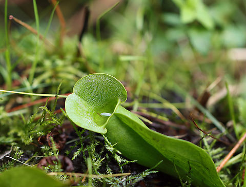 Northern Pitcher Plant - Sarracenia purpurea *This photo shows the typical, plain green color of the pitchers that I usually find.

In all the years that I've been visiting this bog, this year marked two firsts:
1. This is the first summer that these plants haven't bloomed
2. It's the first time I've seen red-striped pitchers. Usually they are plain green or reddish brown. Today, I found several pitchers that were practically lime green and had a red-striped pattern on the inside, as shown in this photo.

This plant has pitcher-like leaves that collect water. Insects that are attracted to the plant fall into the pitcher and then have a hard time crawling back out because the bottom of the pitchers have smooth surfaces, in addition to recurved hairs near the top. So, trapped insects will eventually fall into the water that collects at the bottom of the pitcher and drown. The plant secretes enzymes, which help digest the insects. However, most of the breakdown is passive and results from bacterial activity.

Habitat: Bog

https://www.jungledragon.com/image/152917/northern_pitcher_plant_-_sarracenia_purpurea.html
https://www.jungledragon.com/image/152916/northern_pitcher_plant_-_sarracenia_purpurea.html
https://www.jungledragon.com/image/152915/northern_pitcher_plant_-_sarracenia_purpurea_with_midge.html
https://www.jungledragon.com/image/152914/northern_pitcher_plant_-_sarracenia_purpurea.html
https://www.jungledragon.com/image/152913/northern_pitcher_plant_-_sarracenia_purpurea.html

In bloom:
https://www.jungledragon.com/image/56246/northern_pitcher_plant.html Geotagged,Purple pitcher plant,Sarracenia purpurea,Summer,United States