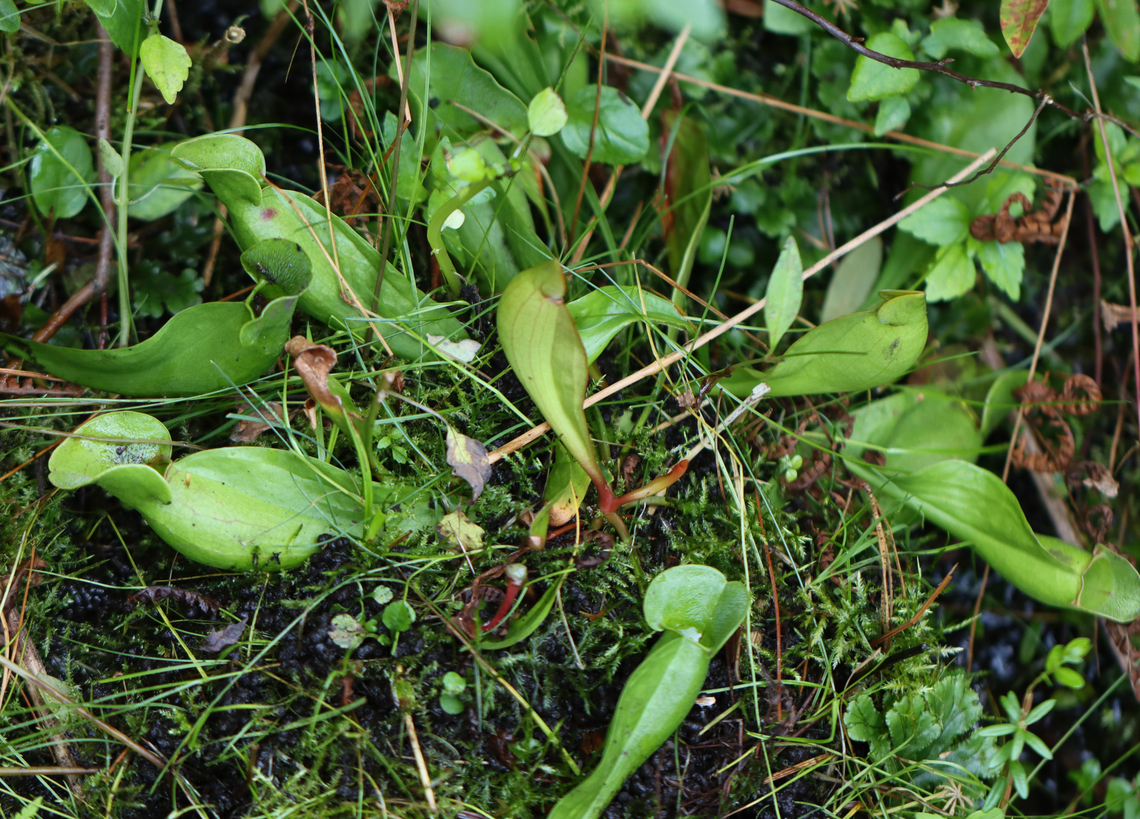 Northern Pitcher Plant - Sarracenia purpurea In all the years that I&#039;ve been visiting this bog, this year marked two firsts:<br />
1. This is the first summer that these plants haven&#039;t bloomed<br />
2. It&#039;s the first time I&#039;ve seen red-striped pitchers. Usually they are plain green or reddish brown. Today, I found several pitchers that were practically lime green and had a red-striped pattern on the inside, as shown in this photo.<br />
<br />
This plant has pitcher-like leaves that collect water. Insects that are attracted to the plant fall into the pitcher and then have a hard time crawling back out because the bottom of the pitchers have smooth surfaces, in addition to recurved hairs near the top. So, trapped insects will eventually fall into the water that collects at the bottom of the pitcher and drown. The plant secretes enzymes, which help digest the insects. However, most of the breakdown is passive and results from bacterial activity.<br />
<br />
Habitat: Bog<br />
<figure class="photo"><a href="https://www.jungledragon.com/image/152917/northern_pitcher_plant_-_sarracenia_purpurea.html" title="Northern Pitcher Plant - Sarracenia purpurea"><img src="https://s3.amazonaws.com/media.jungledragon.com/images/3232/152917_thumb.jpg?AWSAccessKeyId=05GMT0V3GWVNE7GGM1R2&Expires=1759968010&Signature=uFu5wka85i4dSejpTe41kD3biME%3D" width="200" height="144" alt="Northern Pitcher Plant - Sarracenia purpurea In all the years that I&#039;ve been visiting this bog, this year marked two firsts:<br />
1. This is the first summer that these plants haven&#039;t bloomed<br />
2. It&#039;s the first time I&#039;ve seen red-striped pitchers. Usually they are plain green or reddish brown. Today, I found several pitchers that were practically lime green and had a red-striped pattern on the inside, as shown in this photo.<br />
<br />
This plant has pitcher-like leaves that collect water. Insects that are attracted to the plant fall into the pitcher and then have a hard time crawling back out because the bottom of the pitchers have smooth surfaces, in addition to recurved hairs near the top. So, trapped insects will eventually fall into the water that collects at the bottom of the pitcher and drown. The plant secretes enzymes, which help digest the insects. However, most of the breakdown is passive and results from bacterial activity.<br />
<br />
Habitat: Bog<br />
https://www.jungledragon.com/image/152917/northern_pitcher_plant_-_sarracenia_purpurea.html<br />
https://www.jungledragon.com/image/152916/northern_pitcher_plant_-_sarracenia_purpurea.html<br />
https://www.jungledragon.com/image/152915/northern_pitcher_plant_-_sarracenia_purpurea_with_midge.html<br />
https://www.jungledragon.com/image/152914/northern_pitcher_plant_-_sarracenia_purpurea.html<br />
https://www.jungledragon.com/image/152913/northern_pitcher_plant_-_sarracenia_purpurea.html<br />
<br />
In bloom:<br />
https://www.jungledragon.com/image/56246/northern_pitcher_plant.html Geotagged,Purple pitcher plant,Sarracenia purpurea,Summer,United States" /></a></figure><br />
<figure class="photo"><a href="https://www.jungledragon.com/image/152916/northern_pitcher_plant_-_sarracenia_purpurea.html" title="Northern Pitcher Plant - Sarracenia purpurea"><img src="https://s3.amazonaws.com/media.jungledragon.com/images/3232/152916_thumb.jpg?AWSAccessKeyId=05GMT0V3GWVNE7GGM1R2&Expires=1759968010&Signature=pjCbj9BRDQ%2B7yykDwBNmiC8O0SA%3D" width="200" height="154" alt="Northern Pitcher Plant - Sarracenia purpurea *This photo shows the typical, plain green color of the pitchers that I usually find.<br />
<br />
In all the years that I&#039;ve been visiting this bog, this year marked two firsts:<br />
1. This is the first summer that these plants haven&#039;t bloomed<br />
2. It&#039;s the first time I&#039;ve seen red-striped pitchers. Usually they are plain green or reddish brown. Today, I found several pitchers that were practically lime green and had a red-striped pattern on the inside, as shown in this photo.<br />
<br />
This plant has pitcher-like leaves that collect water. Insects that are attracted to the plant fall into the pitcher and then have a hard time crawling back out because the bottom of the pitchers have smooth surfaces, in addition to recurved hairs near the top. So, trapped insects will eventually fall into the water that collects at the bottom of the pitcher and drown. The plant secretes enzymes, which help digest the insects. However, most of the breakdown is passive and results from bacterial activity.<br />
<br />
Habitat: Bog<br />
<br />
https://www.jungledragon.com/image/152917/northern_pitcher_plant_-_sarracenia_purpurea.html<br />
https://www.jungledragon.com/image/152916/northern_pitcher_plant_-_sarracenia_purpurea.html<br />
https://www.jungledragon.com/image/152915/northern_pitcher_plant_-_sarracenia_purpurea_with_midge.html<br />
https://www.jungledragon.com/image/152914/northern_pitcher_plant_-_sarracenia_purpurea.html<br />
https://www.jungledragon.com/image/152913/northern_pitcher_plant_-_sarracenia_purpurea.html<br />
<br />
In bloom:<br />
https://www.jungledragon.com/image/56246/northern_pitcher_plant.html Geotagged,Purple pitcher plant,Sarracenia purpurea,Summer,United States" /></a></figure><br />
<figure class="photo"><a href="https://www.jungledragon.com/image/152915/northern_pitcher_plant_-_sarracenia_purpurea_with_midge.html" title="Northern Pitcher Plant - Sarracenia purpurea (with midge)"><img src="https://s3.amazonaws.com/media.jungledragon.com/images/3232/152915_thumb.jpg?AWSAccessKeyId=05GMT0V3GWVNE7GGM1R2&Expires=1759968010&Signature=fDRbdBmBuQ2sGURvgM3s%2BdxRV%2Fo%3D" width="116" height="152" alt="Northern Pitcher Plant - Sarracenia purpurea (with midge) *This photo shows a midge that was dead in the pitcher -- trapped by the recurved hairs.<br />
<br />
In all the years that I&#039;ve been visiting this bog, this year marked two firsts:<br />
1. This is the first summer that these plants haven&#039;t bloomed<br />
2. It&#039;s the first time I&#039;ve seen red-striped pitchers. Usually they are plain green or reddish brown. Today, I found several pitchers that were practically lime green and had a red-striped pattern on the inside, as shown in this photo.<br />
<br />
This plant has pitcher-like leaves that collect water. Insects that are attracted to the plant fall into the pitcher and then have a hard time crawling back out because the bottom of the pitchers have smooth surfaces, in addition to recurved hairs near the top. So, trapped insects will eventually fall into the water that collects at the bottom of the pitcher and drown. The plant secretes enzymes, which help digest the insects. However, most of the breakdown is passive and results from bacterial activity.<br />
<br />
Habitat: Bog<br />
https://www.jungledragon.com/image/152917/northern_pitcher_plant_-_sarracenia_purpurea.html<br />
https://www.jungledragon.com/image/152916/northern_pitcher_plant_-_sarracenia_purpurea.html<br />
https://www.jungledragon.com/image/152915/northern_pitcher_plant_-_sarracenia_purpurea_with_midge.html<br />
https://www.jungledragon.com/image/152914/northern_pitcher_plant_-_sarracenia_purpurea.html<br />
https://www.jungledragon.com/image/152913/northern_pitcher_plant_-_sarracenia_purpurea.html<br />
<br />
In bloom:<br />
https://www.jungledragon.com/image/56246/northern_pitcher_plant.html Geotagged,Purple pitcher plant,Sarracenia purpurea,Summer,United States" /></a></figure><br />
<figure class="photo"><a href="https://www.jungledragon.com/image/152914/northern_pitcher_plant_-_sarracenia_purpurea.html" title="Northern Pitcher Plant - Sarracenia purpurea"><img src="https://s3.amazonaws.com/media.jungledragon.com/images/3232/152914_thumb.jpg?AWSAccessKeyId=05GMT0V3GWVNE7GGM1R2&Expires=1759968010&Signature=BNFC9OrghvZrFxKVBmQxB4ghxww%3D" width="122" height="152" alt="Northern Pitcher Plant - Sarracenia purpurea *This is my 14,000th photo that I&#039;ve shared on JungleDragon :)<br />
<br />
In all the years that I&#039;ve been visiting this bog, this year marked two firsts:<br />
1. This is the first summer that these plants haven&#039;t bloomed<br />
2. It&#039;s the first time I&#039;ve seen red-striped pitchers. Usually they are plain green or reddish brown. Today, I found several pitchers that were practically lime green and had a red-striped pattern on the inside, as shown in this photo.<br />
<br />
This plant has pitcher-like leaves that collect water. Insects that are attracted to the plant fall into the pitcher and then have a hard time crawling back out because the bottom of the pitchers have smooth surfaces, in addition to recurved hairs near the top. So, trapped insects will eventually fall into the water that collects at the bottom of the pitcher and drown. The plant secretes enzymes, which help digest the insects. However, most of the breakdown is passive and results from bacterial activity.<br />
<br />
Habitat: Bog<br />
https://www.jungledragon.com/image/152917/northern_pitcher_plant_-_sarracenia_purpurea.html<br />
https://www.jungledragon.com/image/152916/northern_pitcher_plant_-_sarracenia_purpurea.html<br />
https://www.jungledragon.com/image/152915/northern_pitcher_plant_-_sarracenia_purpurea_with_midge.html<br />
https://www.jungledragon.com/image/152914/northern_pitcher_plant_-_sarracenia_purpurea.html<br />
https://www.jungledragon.com/image/152913/northern_pitcher_plant_-_sarracenia_purpurea.html<br />
<br />
In bloom:<br />
https://www.jungledragon.com/image/56246/northern_pitcher_plant.html Geotagged,Purple pitcher plant,Sarracenia purpurea,Summer,United States" /></a></figure><br />
<figure class="photo"><a href="https://www.jungledragon.com/image/152913/northern_pitcher_plant_-_sarracenia_purpurea.html" title="Northern Pitcher Plant - Sarracenia purpurea"><img src="https://s3.amazonaws.com/media.jungledragon.com/images/3232/152913_thumb.jpg?AWSAccessKeyId=05GMT0V3GWVNE7GGM1R2&Expires=1759968010&Signature=7IlkJ1UWQF4EcJ76xEBY2PS4S40%3D" width="128" height="152" alt="Northern Pitcher Plant - Sarracenia purpurea In all the years that I&#039;ve been visiting this bog, this year marked two firsts:<br />
1. This is the first summer that these plants haven&#039;t bloomed<br />
2. It&#039;s the first time I&#039;ve seen red-striped pitchers. Usually they are plain green or reddish brown. Today, I found several pitchers that were practically lime green and had a red-striped pattern on the inside, as shown in this photo.<br />
<br />
This plant has pitcher-like leaves that collect water. Insects that are attracted to the plant fall into the pitcher and then have a hard time crawling back out because the bottom of the pitchers have smooth surfaces, in addition to recurved hairs near the top. So, trapped insects will eventually fall into the water that collects at the bottom of the pitcher and drown. The plant secretes enzymes, which help digest the insects. However, most of the breakdown is passive and results from bacterial activity.<br />
<br />
Habitat: Bog<br />
https://www.jungledragon.com/image/152917/northern_pitcher_plant_-_sarracenia_purpurea.html<br />
https://www.jungledragon.com/image/152916/northern_pitcher_plant_-_sarracenia_purpurea.html<br />
https://www.jungledragon.com/image/152915/northern_pitcher_plant_-_sarracenia_purpurea_with_midge.html<br />
https://www.jungledragon.com/image/152914/northern_pitcher_plant_-_sarracenia_purpurea.html<br />
https://www.jungledragon.com/image/152913/northern_pitcher_plant_-_sarracenia_purpurea.html<br />
<br />
In bloom:<br />
https://www.jungledragon.com/image/56246/northern_pitcher_plant.html Geotagged,Purple pitcher plant,Sarracenia,Sarracenia purpurea,Summer,United States,carnivorous,pitcher plant" /></a></figure><br />
<br />
In bloom:<br />
<figure class="photo"><a href="https://www.jungledragon.com/image/56246/northern_pitcher_plant.html" title="Northern Pitcher Plant"><img src="https://s3.amazonaws.com/media.jungledragon.com/images/3232/56246_thumb.jpg?AWSAccessKeyId=05GMT0V3GWVNE7GGM1R2&Expires=1759968010&Signature=t2pdPLGqGu8TMldzpnyd6h1nMMw%3D" width="200" height="152" alt="Northern Pitcher Plant A carnivorous plant with one large, purplish-red flower on the top of a leafless stalk rising above a rosette of tubular leaves. Flowers are 2 inches in size and have 5 petals. Geotagged,Northern Pitcher Plant,Pitcher plant,Purple pitcher plant,Sarracenia,Sarracenia purpurea,Spring,United States" /></a></figure> Geotagged,Purple pitcher plant,Sarracenia purpurea,Summer,United States