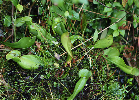 Northern Pitcher Plant - Sarracenia purpurea In all the years that I've been visiting this bog, this year marked two firsts:
1. This is the first summer that these plants haven't bloomed
2. It's the first time I've seen red-striped pitchers. Usually they are plain green or reddish brown. Today, I found several pitchers that were practically lime green and had a red-striped pattern on the inside, as shown in this photo.

This plant has pitcher-like leaves that collect water. Insects that are attracted to the plant fall into the pitcher and then have a hard time crawling back out because the bottom of the pitchers have smooth surfaces, in addition to recurved hairs near the top. So, trapped insects will eventually fall into the water that collects at the bottom of the pitcher and drown. The plant secretes enzymes, which help digest the insects. However, most of the breakdown is passive and results from bacterial activity.

Habitat: Bog
https://www.jungledragon.com/image/152917/northern_pitcher_plant_-_sarracenia_purpurea.html
https://www.jungledragon.com/image/152916/northern_pitcher_plant_-_sarracenia_purpurea.html
https://www.jungledragon.com/image/152915/northern_pitcher_plant_-_sarracenia_purpurea_with_midge.html
https://www.jungledragon.com/image/152914/northern_pitcher_plant_-_sarracenia_purpurea.html
https://www.jungledragon.com/image/152913/northern_pitcher_plant_-_sarracenia_purpurea.html

In bloom:
https://www.jungledragon.com/image/56246/northern_pitcher_plant.html Geotagged,Purple pitcher plant,Sarracenia purpurea,Summer,United States