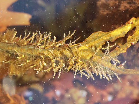 Hydroid Colony - Dynamena pumila I'm really glad that I didn't touch this because they have cnidocytes, which are stinging cells used to help catch prey.

Dynamena hydroids live in colonies, made of individual animals called polyps, which live on connected branches. These branches provide structural support and a pipeline to transport food to all the polyps in the colony. The polyps can retract into the individual cups during low tide.

Habitat: Attached to seaweed; Tidal pool during low tide
https://www.jungledragon.com/image/152941/hydroid_colony_-_dynamena_pumila.html
https://www.jungledragon.com/image/152943/hydroid_colony_-_dynamena_pumila.html
https://www.jungledragon.com/image/152942/hydroid_colony_-_dynamena_pumila.html Dynamena pumila,Geotagged,Spring,United States