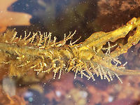 Hydroid Colony - Dynamena pumila I'm really glad that I didn't touch this because they have cnidocytes, which are stinging cells used to help catch prey.<br />
<br />
Dynamena hydroids live in colonies, made of individual animals called polyps, which live on connected branches. These branches provide structural support and a pipeline to transport food to all the polyps in the colony. The polyps can retract into the individual cups during low tide.<br />
<br />
Habitat: Attached to seaweed; Tidal pool during low tide<br />
https://www.jungledragon.com/image/152941/hydroid_colony_-_dynamena_pumila.html<br />
https://www.jungledragon.com/image/152943/hydroid_colony_-_dynamena_pumila.html<br />
https://www.jungledragon.com/image/152942/hydroid_colony_-_dynamena_pumila.html Dynamena pumila,Geotagged,Spring,United States