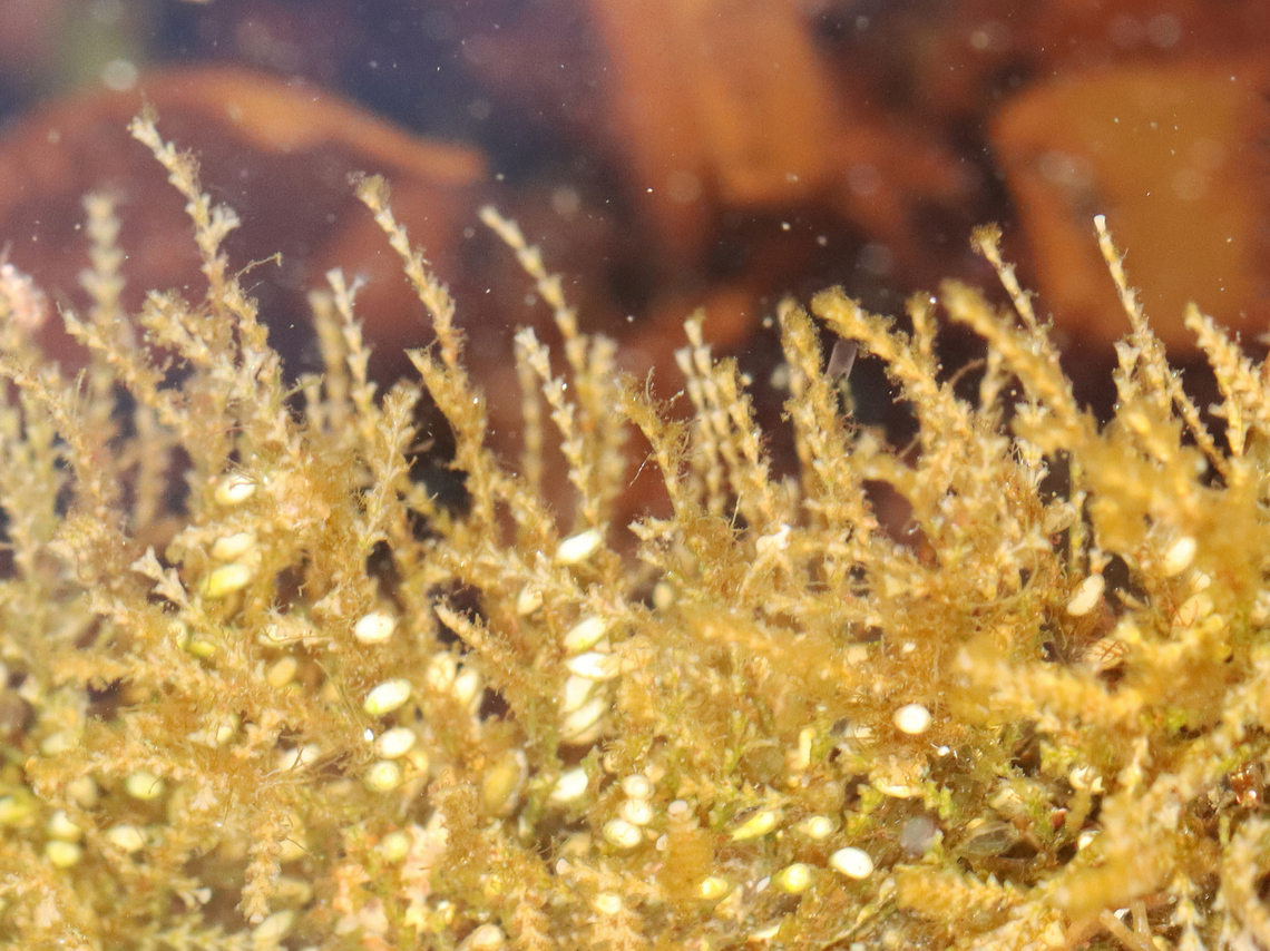 Hydroid Colony - Dynamena pumila I&#039;m really glad that I didn&#039;t touch this because they have cnidocytes, which are stinging cells used to help catch prey. <br />
<br />
Dynamena hydroids live in colonies, made of individual animals called polyps, which that live on connected branches. These branches provide structural support and a pipeline to transport food to all the polyps in the colony. The polyps can retract into the individual cups during low tide.<br />
<br />
Habitat: Attached to seaweed; Tidal pool during low tide<br />
<figure class="photo"><a href="https://www.jungledragon.com/image/152941/hydroid_colony_-_dynamena_pumila.html" title="Hydroid Colony - Dynamena pumila"><img src="https://s3.amazonaws.com/media.jungledragon.com/images/3232/152941_thumb.jpg?AWSAccessKeyId=05GMT0V3GWVNE7GGM1R2&Expires=1759968010&Signature=NNNYLTd7T8q9PrmvvAknuUTtvF0%3D" width="200" height="150" alt="Hydroid Colony - Dynamena pumila I&#039;m really glad that I didn&#039;t touch this because they have cnidocytes, which are stinging cells used to help catch prey.<br />
<br />
Dynamena hydroids live in colonies, made of individual animals called polyps, which live on connected branches. These branches provide structural support and a pipeline to transport food to all the polyps in the colony. The polyps can retract into the individual cups during low tide.<br />
<br />
Habitat: Attached to seaweed; Tidal pool during low tide<br />
https://www.jungledragon.com/image/152941/hydroid_colony_-_dynamena_pumila.html<br />
https://www.jungledragon.com/image/152943/hydroid_colony_-_dynamena_pumila.html<br />
https://www.jungledragon.com/image/152942/hydroid_colony_-_dynamena_pumila.html Dynamena pumila,Geotagged,Spring,United States" /></a></figure><br />
<figure class="photo"><a href="https://www.jungledragon.com/image/152943/hydroid_colony_-_dynamena_pumila.html" title="Hydroid Colony - Dynamena pumila"><img src="https://s3.amazonaws.com/media.jungledragon.com/images/3232/152943_thumb.jpg?AWSAccessKeyId=05GMT0V3GWVNE7GGM1R2&Expires=1759968010&Signature=NKGTQaSpL4dUfPDUjwMS2BoxgKg%3D" width="110" height="152" alt="Hydroid Colony - Dynamena pumila I&#039;m really glad that I didn&#039;t touch this because they have cnidocytes, which are stinging cells used to help catch prey.<br />
<br />
Dynamena hydroids live in colonies, made of individual animals called polyps, which that live on connected branches. These branches provide structural support and a pipeline to transport food to all the polyps in the colony. The polyps can retract into the individual cups during low tide.<br />
<br />
Habitat: Attached to seaweed; Tidal pool during low tide<br />
https://www.jungledragon.com/image/152941/hydroid_colony_-_dynamena_pumila.html<br />
https://www.jungledragon.com/image/152943/hydroid_colony_-_dynamena_pumila.html<br />
https://www.jungledragon.com/image/152942/hydroid_colony_-_dynamena_pumila.html Dynamena pumila,Geotagged,Spring,United States" /></a></figure><br />
<figure class="photo"><a href="https://www.jungledragon.com/image/152942/hydroid_colony_-_dynamena_pumila.html" title="Hydroid Colony - Dynamena pumila"><img src="https://s3.amazonaws.com/media.jungledragon.com/images/3232/152942_thumb.jpg?AWSAccessKeyId=05GMT0V3GWVNE7GGM1R2&Expires=1759968010&Signature=3ySxrvdPLnXG6IMlbM6YCnUv%2B88%3D" width="200" height="150" alt="Hydroid Colony - Dynamena pumila I&#039;m really glad that I didn&#039;t touch this because they have cnidocytes, which are stinging cells used to help catch prey. <br />
<br />
Dynamena hydroids live in colonies, made of individual animals called polyps, which that live on connected branches. These branches provide structural support and a pipeline to transport food to all the polyps in the colony. The polyps can retract into the individual cups during low tide.<br />
<br />
Habitat: Attached to seaweed; Tidal pool during low tide<br />
https://www.jungledragon.com/image/152941/hydroid_colony_-_dynamena_pumila.html<br />
https://www.jungledragon.com/image/152943/hydroid_colony_-_dynamena_pumila.html<br />
https://www.jungledragon.com/image/152942/hydroid_colony_-_dynamena_pumila.html Dynamena,Dynamena pumila,Geotagged,Spring,United States,cnidaria,cnidarian,hydroid,intertidal,polyp,tide pool" /></a></figure> Dynamena,Dynamena pumila,Geotagged,Spring,United States,cnidaria,cnidarian,hydroid,intertidal,polyp,tide pool