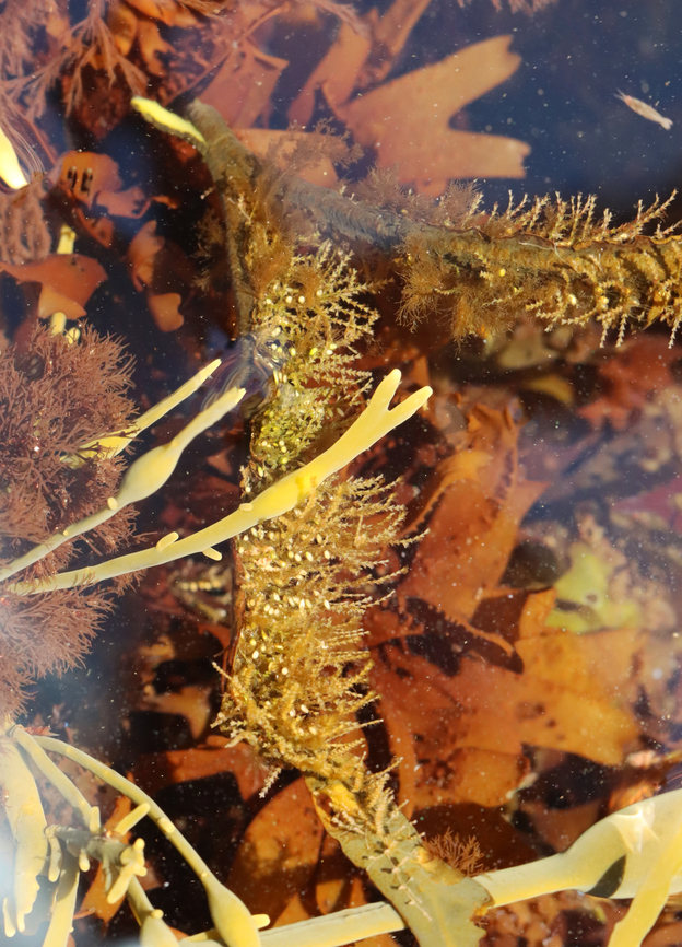 Hydroid Colony - Dynamena pumila I&#039;m really glad that I didn&#039;t touch this because they have cnidocytes, which are stinging cells used to help catch prey.<br />
<br />
Dynamena hydroids live in colonies, made of individual animals called polyps, which that live on connected branches. These branches provide structural support and a pipeline to transport food to all the polyps in the colony. The polyps can retract into the individual cups during low tide.<br />
<br />
Habitat: Attached to seaweed; Tidal pool during low tide<br />
<figure class="photo"><a href="https://www.jungledragon.com/image/152941/hydroid_colony_-_dynamena_pumila.html" title="Hydroid Colony - Dynamena pumila"><img src="https://s3.amazonaws.com/media.jungledragon.com/images/3232/152941_thumb.jpg?AWSAccessKeyId=05GMT0V3GWVNE7GGM1R2&Expires=1767225610&Signature=KYQNYf5nQX%2F7XxmxSTv5RovG6N4%3D" width="200" height="150" alt="Hydroid Colony - Dynamena pumila I&#039;m really glad that I didn&#039;t touch this because they have cnidocytes, which are stinging cells used to help catch prey.<br />
<br />
Dynamena hydroids live in colonies, made of individual animals called polyps, which live on connected branches. These branches provide structural support and a pipeline to transport food to all the polyps in the colony. The polyps can retract into the individual cups during low tide.<br />
<br />
Habitat: Attached to seaweed; Tidal pool during low tide<br />
https://www.jungledragon.com/image/152941/hydroid_colony_-_dynamena_pumila.html<br />
https://www.jungledragon.com/image/152943/hydroid_colony_-_dynamena_pumila.html<br />
https://www.jungledragon.com/image/152942/hydroid_colony_-_dynamena_pumila.html Dynamena pumila,Geotagged,Spring,United States" /></a></figure><br />
<figure class="photo"><a href="https://www.jungledragon.com/image/152943/hydroid_colony_-_dynamena_pumila.html" title="Hydroid Colony - Dynamena pumila"><img src="https://s3.amazonaws.com/media.jungledragon.com/images/3232/152943_thumb.jpg?AWSAccessKeyId=05GMT0V3GWVNE7GGM1R2&Expires=1767225610&Signature=HKsZFoP1Og39tA2fgxOb7%2BFTnG0%3D" width="110" height="152" alt="Hydroid Colony - Dynamena pumila I&#039;m really glad that I didn&#039;t touch this because they have cnidocytes, which are stinging cells used to help catch prey.<br />
<br />
Dynamena hydroids live in colonies, made of individual animals called polyps, which that live on connected branches. These branches provide structural support and a pipeline to transport food to all the polyps in the colony. The polyps can retract into the individual cups during low tide.<br />
<br />
Habitat: Attached to seaweed; Tidal pool during low tide<br />
https://www.jungledragon.com/image/152941/hydroid_colony_-_dynamena_pumila.html<br />
https://www.jungledragon.com/image/152943/hydroid_colony_-_dynamena_pumila.html<br />
https://www.jungledragon.com/image/152942/hydroid_colony_-_dynamena_pumila.html Dynamena pumila,Geotagged,Spring,United States" /></a></figure><br />
<figure class="photo"><a href="https://www.jungledragon.com/image/152942/hydroid_colony_-_dynamena_pumila.html" title="Hydroid Colony - Dynamena pumila"><img src="https://s3.amazonaws.com/media.jungledragon.com/images/3232/152942_thumb.jpg?AWSAccessKeyId=05GMT0V3GWVNE7GGM1R2&Expires=1767225610&Signature=ZT1nLeQDbsp7jM5zhziKw4WZe0s%3D" width="200" height="150" alt="Hydroid Colony - Dynamena pumila I&#039;m really glad that I didn&#039;t touch this because they have cnidocytes, which are stinging cells used to help catch prey. <br />
<br />
Dynamena hydroids live in colonies, made of individual animals called polyps, which that live on connected branches. These branches provide structural support and a pipeline to transport food to all the polyps in the colony. The polyps can retract into the individual cups during low tide.<br />
<br />
Habitat: Attached to seaweed; Tidal pool during low tide<br />
https://www.jungledragon.com/image/152941/hydroid_colony_-_dynamena_pumila.html<br />
https://www.jungledragon.com/image/152943/hydroid_colony_-_dynamena_pumila.html<br />
https://www.jungledragon.com/image/152942/hydroid_colony_-_dynamena_pumila.html Dynamena,Dynamena pumila,Geotagged,Spring,United States,cnidaria,cnidarian,hydroid,intertidal,polyp,tide pool" /></a></figure> Dynamena pumila,Geotagged,Spring,United States