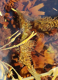 Hydroid Colony - Dynamena pumila I'm really glad that I didn't touch this because they have cnidocytes, which are stinging cells used to help catch prey.

Dynamena hydroids live in colonies, made of individual animals called polyps, which that live on connected branches. These branches provide structural support and a pipeline to transport food to all the polyps in the colony. The polyps can retract into the individual cups during low tide.

Habitat: Attached to seaweed; Tidal pool during low tide
https://www.jungledragon.com/image/152941/hydroid_colony_-_dynamena_pumila.html
https://www.jungledragon.com/image/152943/hydroid_colony_-_dynamena_pumila.html
https://www.jungledragon.com/image/152942/hydroid_colony_-_dynamena_pumila.html Dynamena pumila,Geotagged,Spring,United States