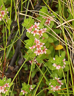 Sea Milkwort - Lysimachia maritima Habitat: Growing along the coast Geotagged,Lysimachia,Lysimachia maritima,Sea Milkwort,Spring,United States,milkwort