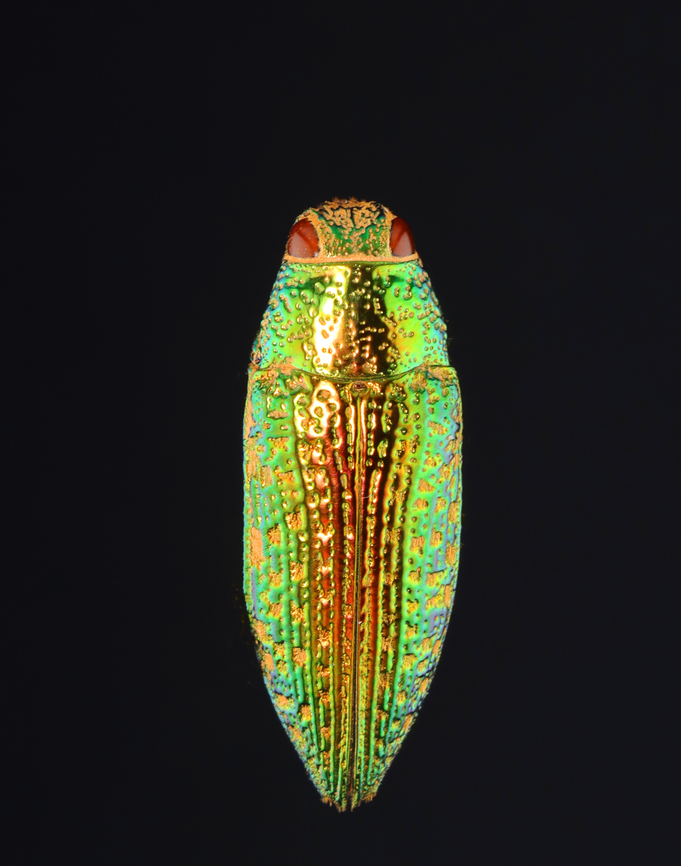 Golden Jewel Beetle - Buprestis aurulenta A very filthy, but still beautiful beetle. The underside was golden, but covered in orange dirt, which you can also see on the elytra. I might give it a bath, but the last beetle that I bathed turned to mush, so we&#039;ll see...<br />
<br />
*Pinned specimen; native to Guatemala Buprestis,Buprestis aurulenta,beetle,golden buprestid,golden jewel beetle,jewel beetle