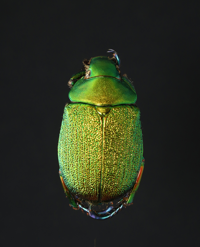 Shining Leaf Chafer - Chrysophora chrysochlora *Pinned specimen; native to South America  Chrysophora,Chrysophora chrysochlora,Scarabaeidae,beetle,chafer