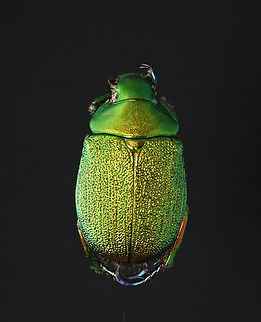 Shining Leaf Chafer - Chrysophora chrysochlora *Pinned specimen; native to South America  Chrysophora,Chrysophora chrysochlora,Scarabaeidae,beetle,chafer