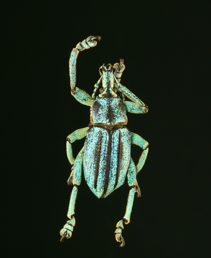 Weevil - Eupholus cutieri It was quite worn with a lot of the scales rubbed off, but I&#039;m fairly sure it&#039;s Eupholus cutieri.<br />
<br />
*Pinned specimen; native to Indonesia Eupholus,Eupholus cutieri,beetle,weevil