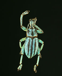Weevil - Eupholus cutieri It was quite worn with a lot of the scales rubbed off, but I'm fairly sure it's Eupholus cutieri.

*Pinned specimen; native to Indonesia Eupholus,Eupholus cutieri,beetle,weevil