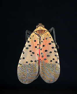 Spotted Lanternfly - Lycorma delicatula These buggers have made their way to Connecticut. They are an invasive species that was first detected in the US in 2014 (Pennsylvania).

*Pinned specimen Lycorma,Lycorma delicatula,Spotted lanternfly,invasive species,lanternfly,planthopper