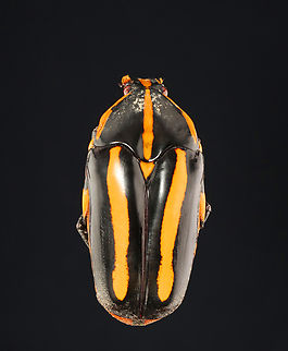 Flower Chafer - Clerota rigifica I liked the dirt on the thorax, so I left it natural.

*Pinned specimen; native to Malaysia Cetoniinae,Clerota,Clerota rigifica,Scarabaeidae,beetle,chafer,flower chafer