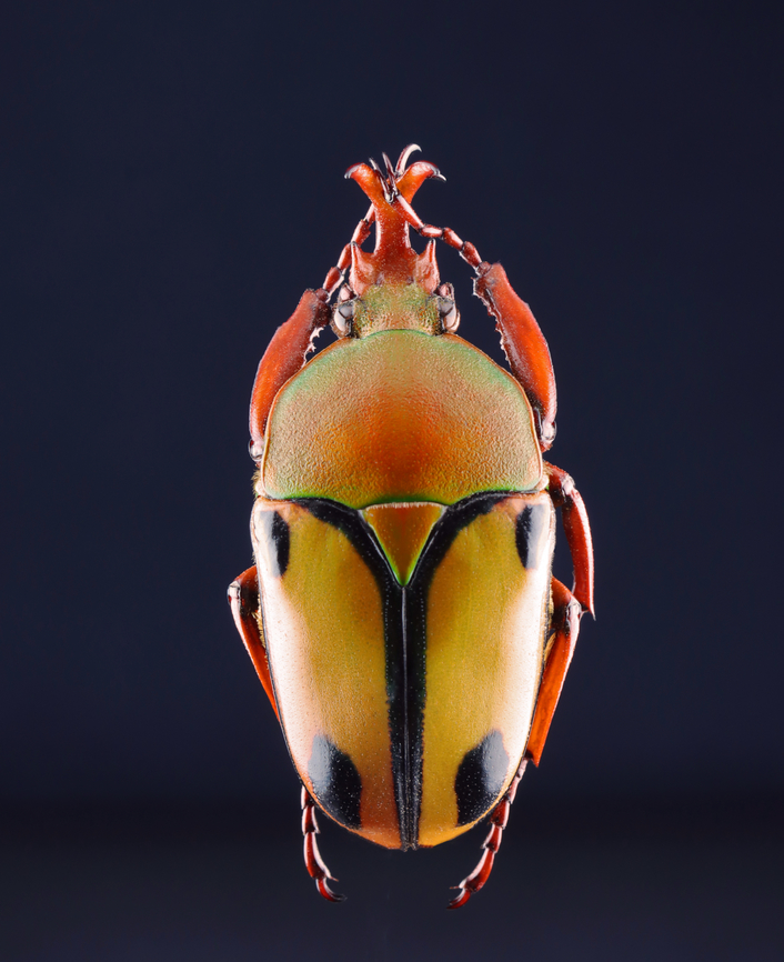 Beetle - Eudicella trilineata *Pinned specimen; native to Africa Eudicella,Eudicella trilineata,Scarabaeidae,beetle