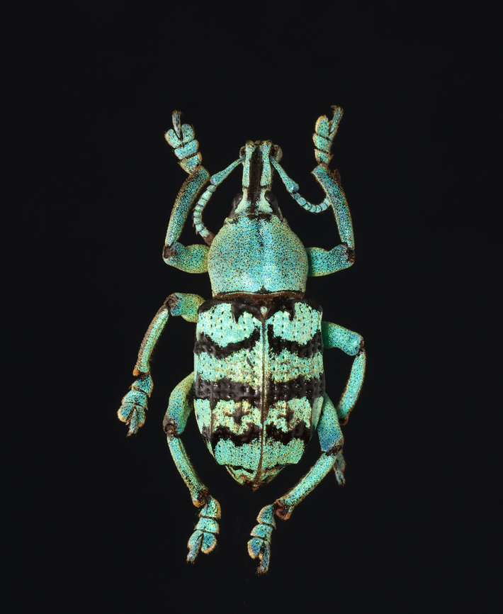 Weevil - Eupholus chevrolati *Pinned specimen; native to Indonesia Curculionidae,Eupholus,Eupholus chevrolati,beetle,weevil