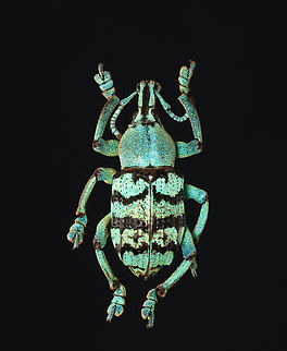 Weevil - Eupholus chevrolati *Pinned specimen; native to Indonesia Curculionidae,Eupholus,Eupholus chevrolati,beetle,weevil