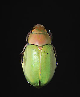 Beetle - Chrysina sp.? I haven't been able to ID this beetle, but I think it's Chrysina sp.

*Pinned specimen Chrysina,Scarabaeidae,beetle,scarab