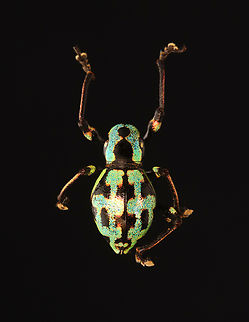 Weevil - Metapocyrtus subquadrulifer Unfortunately its head and a leg fell off while I was prepping it for a photo.

*Pinned specimen; native to Philippines
 Curculionidae,Metapocyrtus,Metapocyrtus subquadrulifer,beetle,weevil