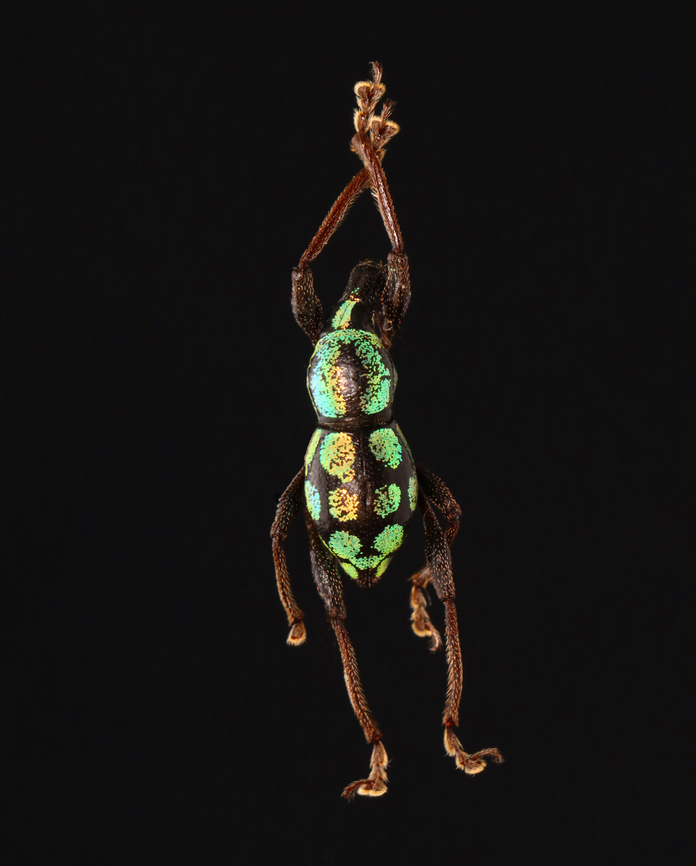 Weevil - Metapocyrtus metallicus *Pinned specimen; native to the Philippines Curculionidae,Metapocyrtus,Metapocyrtus metallicus,beetle,weevil